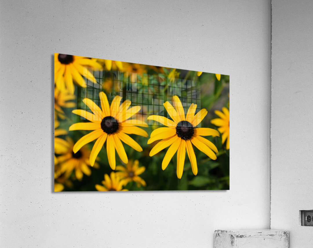 Golden Resilience: Black-Eyed Susan in Summer Bloom Acrylic Print