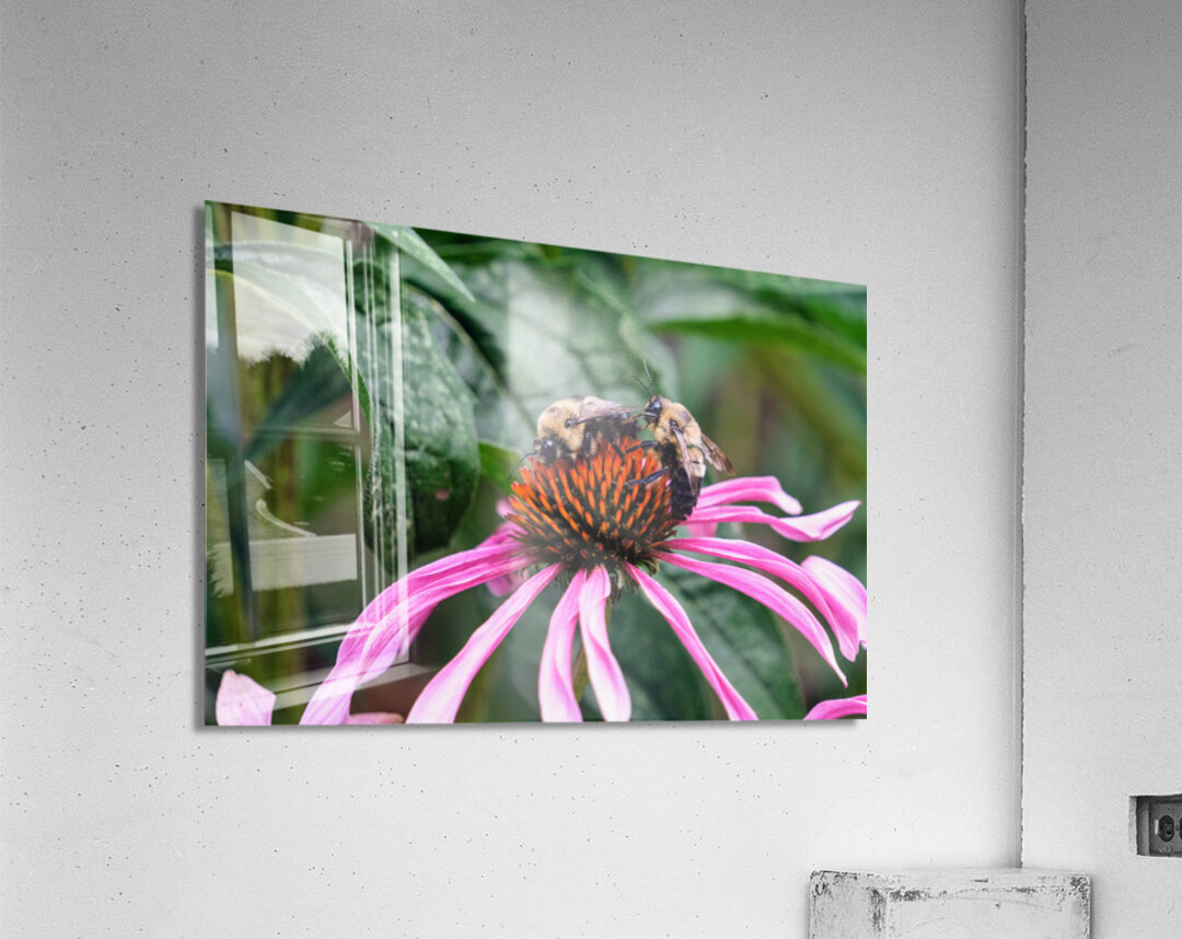 Dual Architects of Life on a Coneflower Stage Acrylic Print