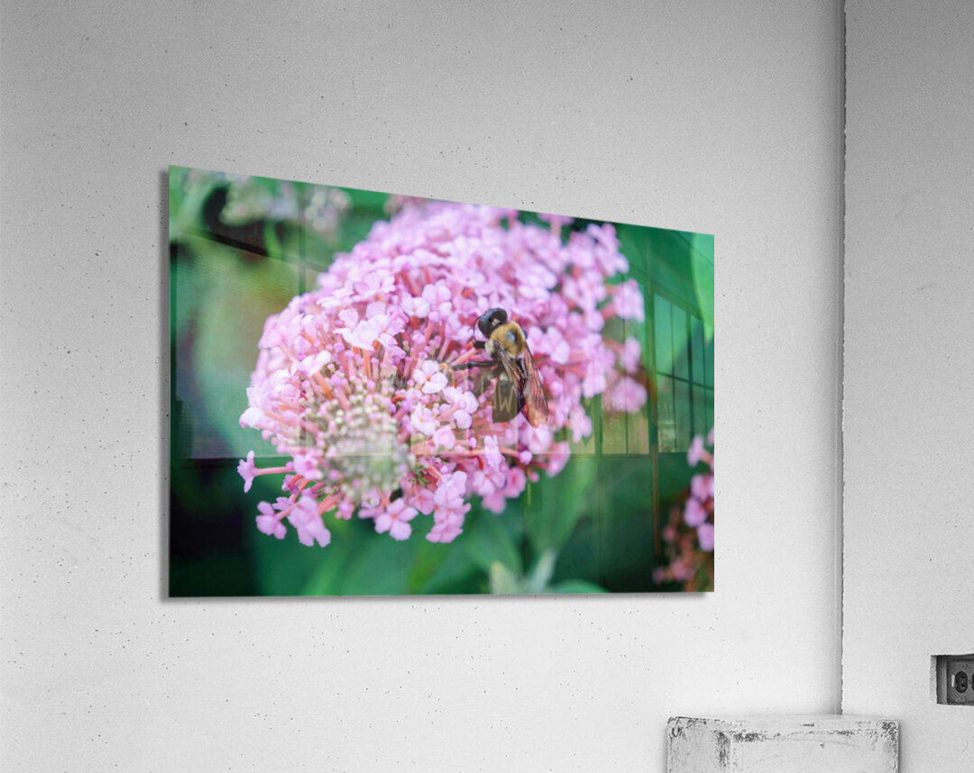 Bee Still on Butterfly Bush Acrylic Print
