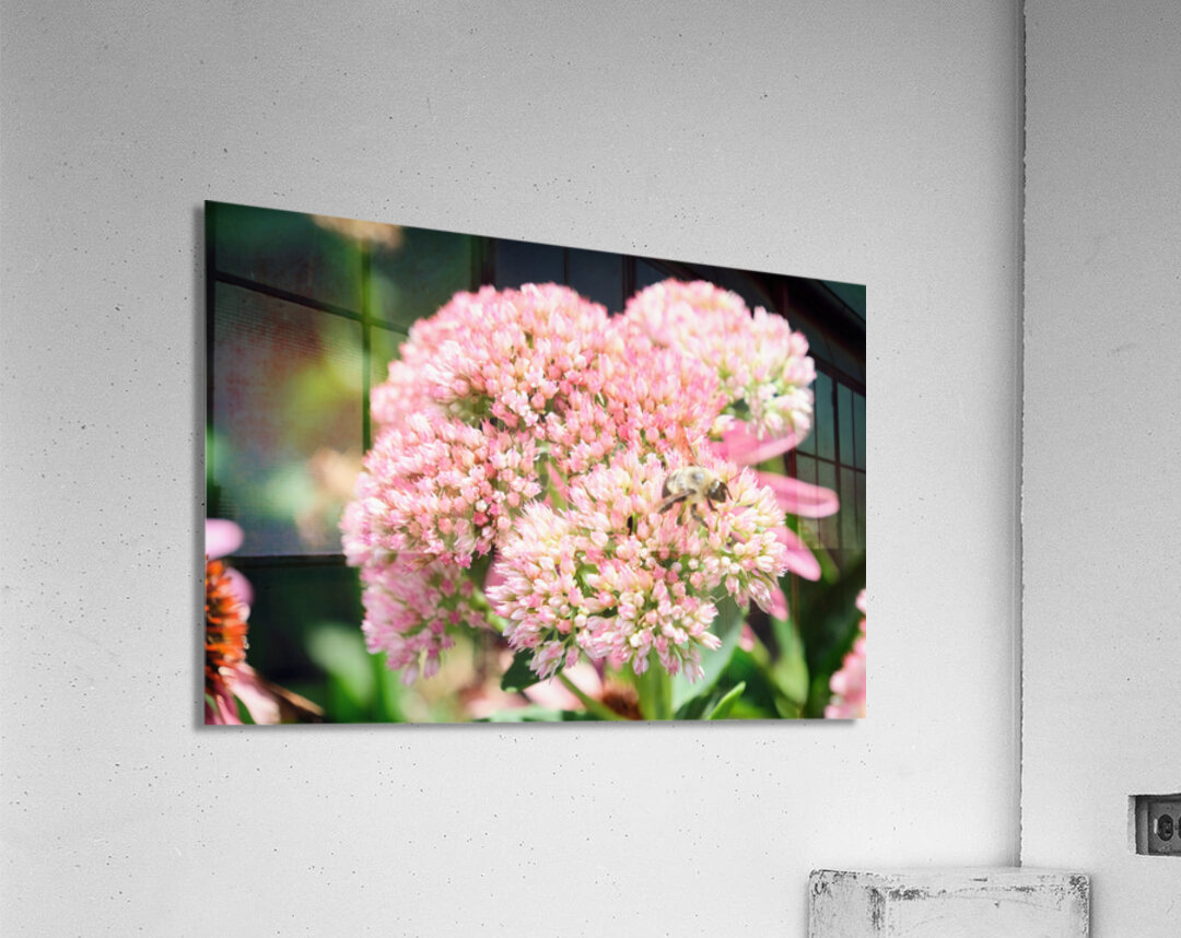  Sedum and the Messenger of Life Acrylic Print