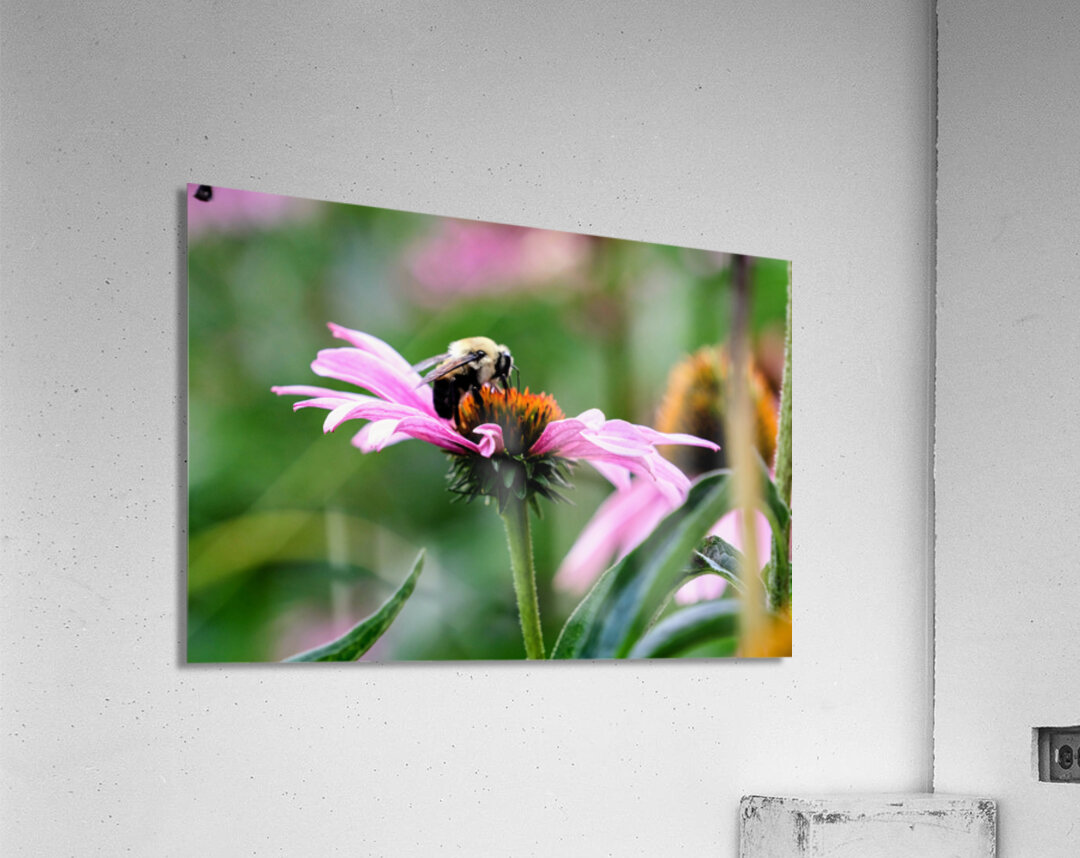 A Bumblebee’s Pause on Coneflower Acrylic Print