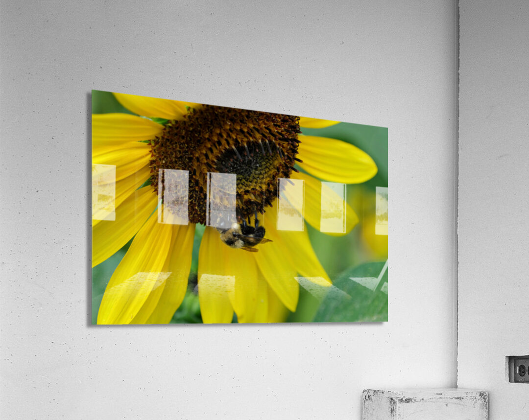 Bee Under the Sunflower:  The Architect of Harvest Acrylic Print