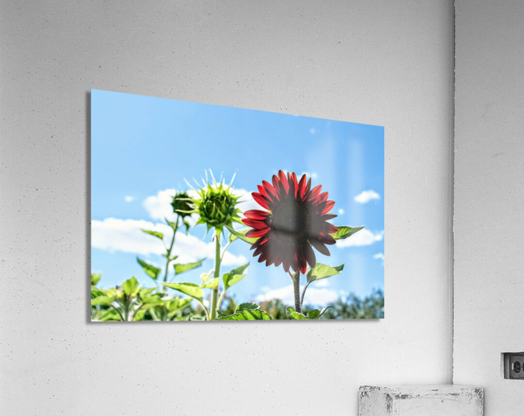 Bloom of the Dark Sun Flower Acrylic Print