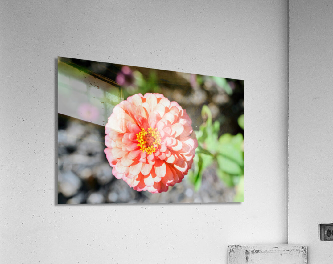 Sun Soaked Pink Zinnia Impression acrylique