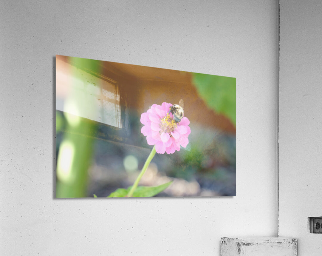 The Quiet Provider: Portrait of Pollination Acrylic Print