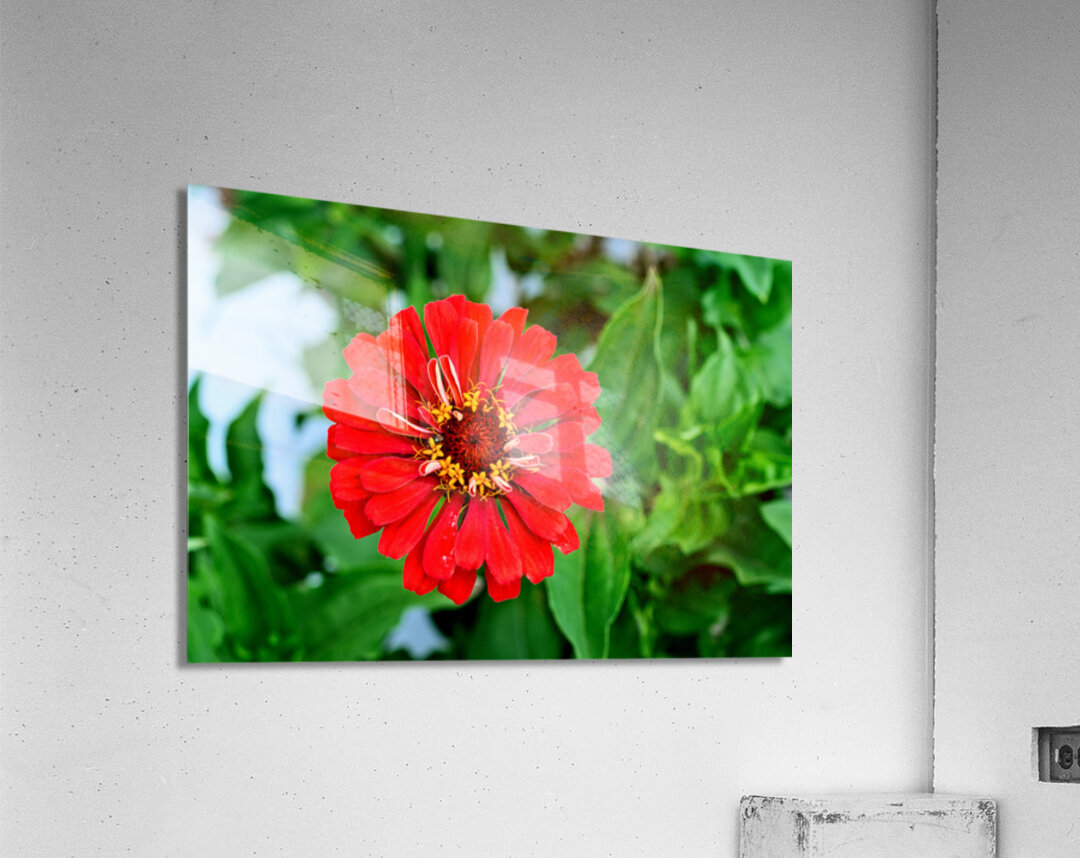 A Zinnia in Meditative Bloom Acrylic Print