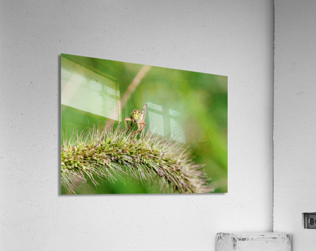 Smiling Happy Hopper on the Wild Silk Spine Acrylic Print