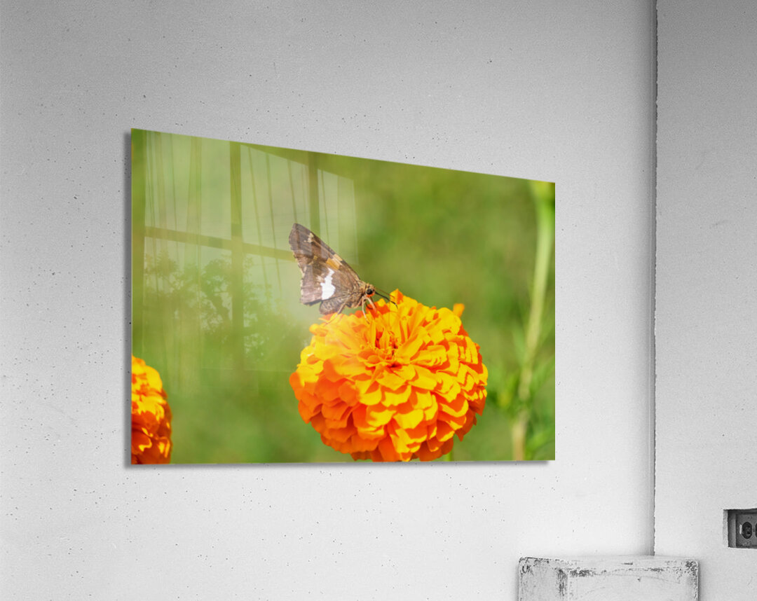 Marigold Thrones and Winged Kings Acrylic Print
