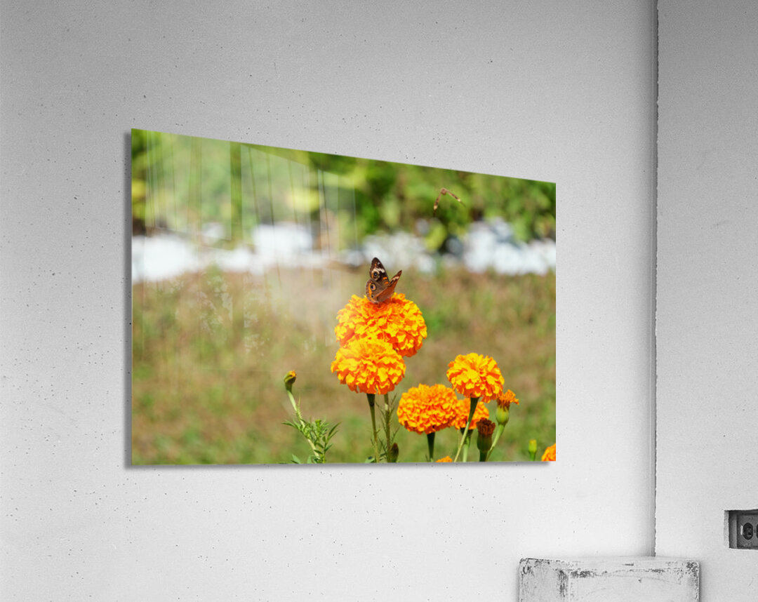 A Butterfly’s Pause Amid Sunfire Blooms Acrylic Print