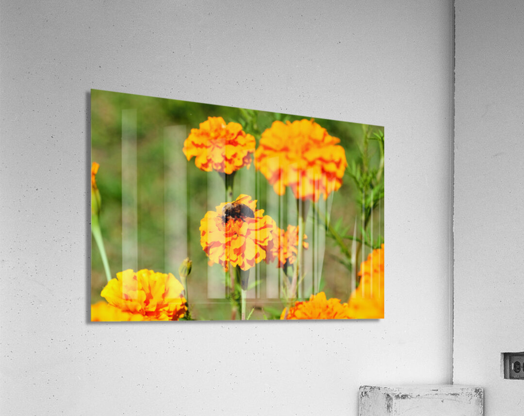 Bright Labors: Beneath the Fire of Petals Impression acrylique