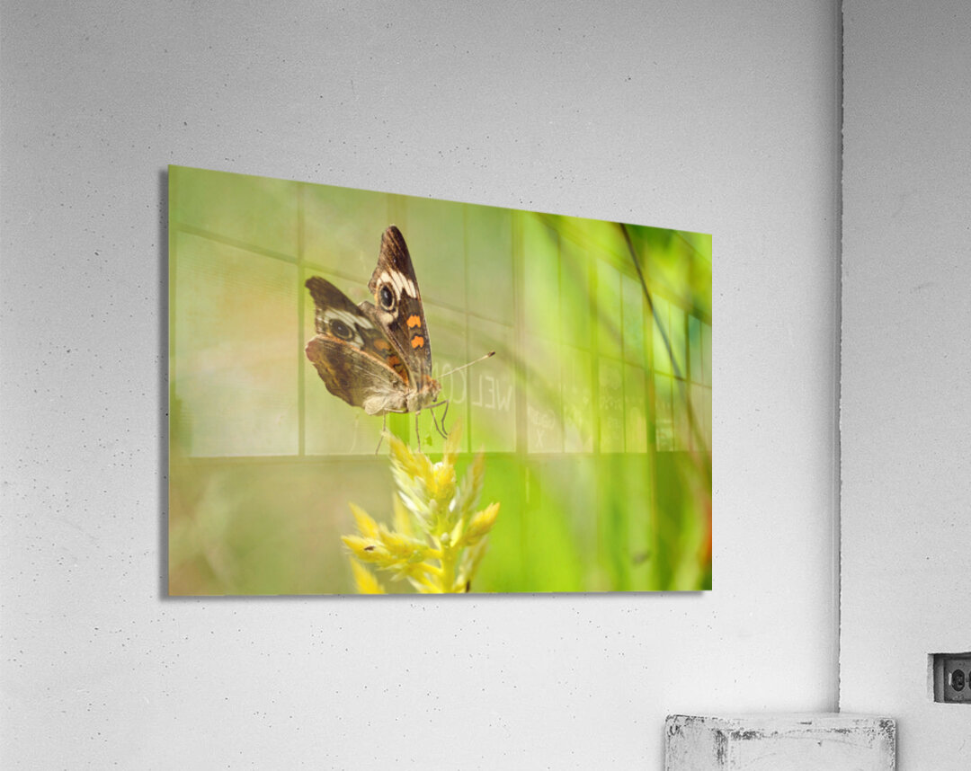 Buckeye Butterfly: Stillness Between Wingbeats Acrylic Print