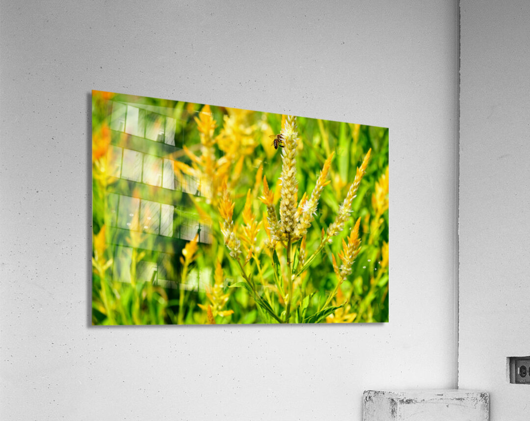 Yellow Wool Flower: Fields of Fire and Flight Acrylic Print