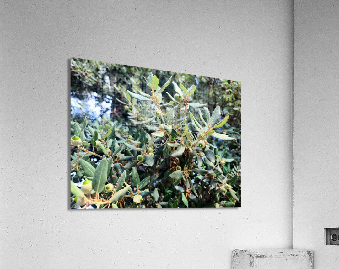 Acorn Awakening Acrylic Print