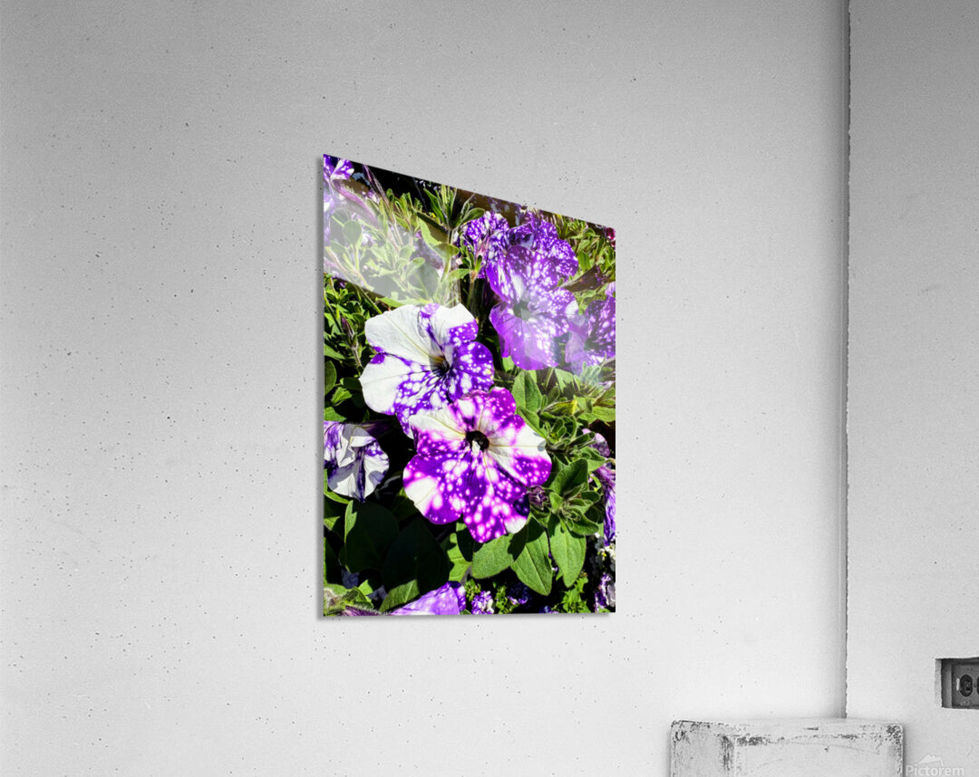 Starlight in Bloom Acrylic Print