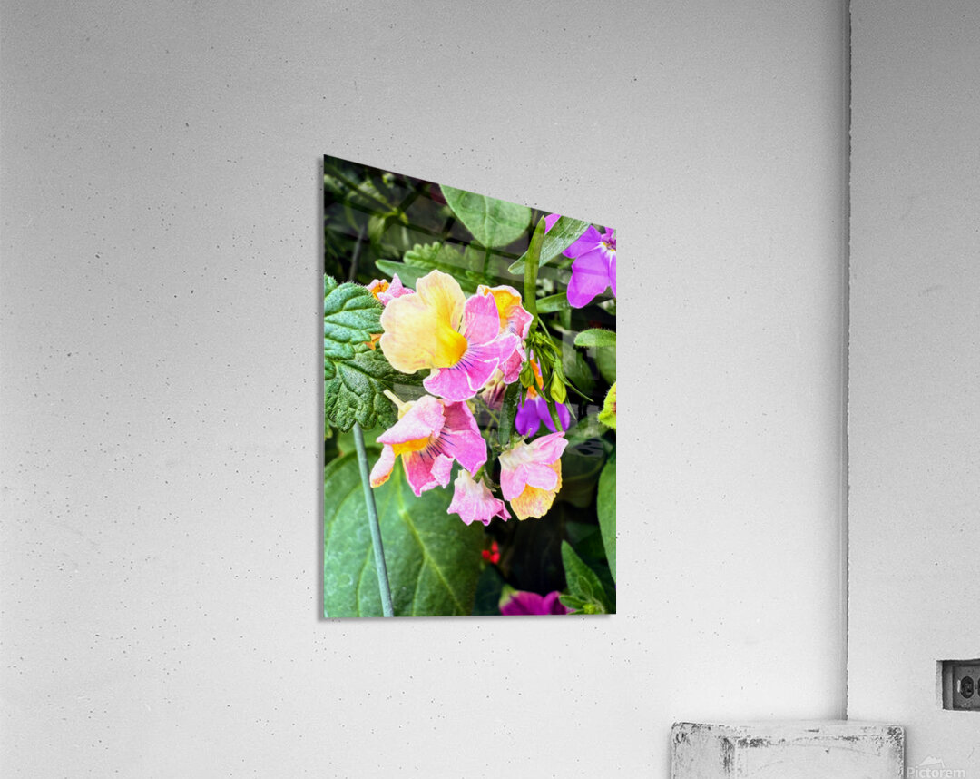 Vibrant Garden Bloom – Colorful Flower Close-Up with Lush Greenery-2 Acrylic Print