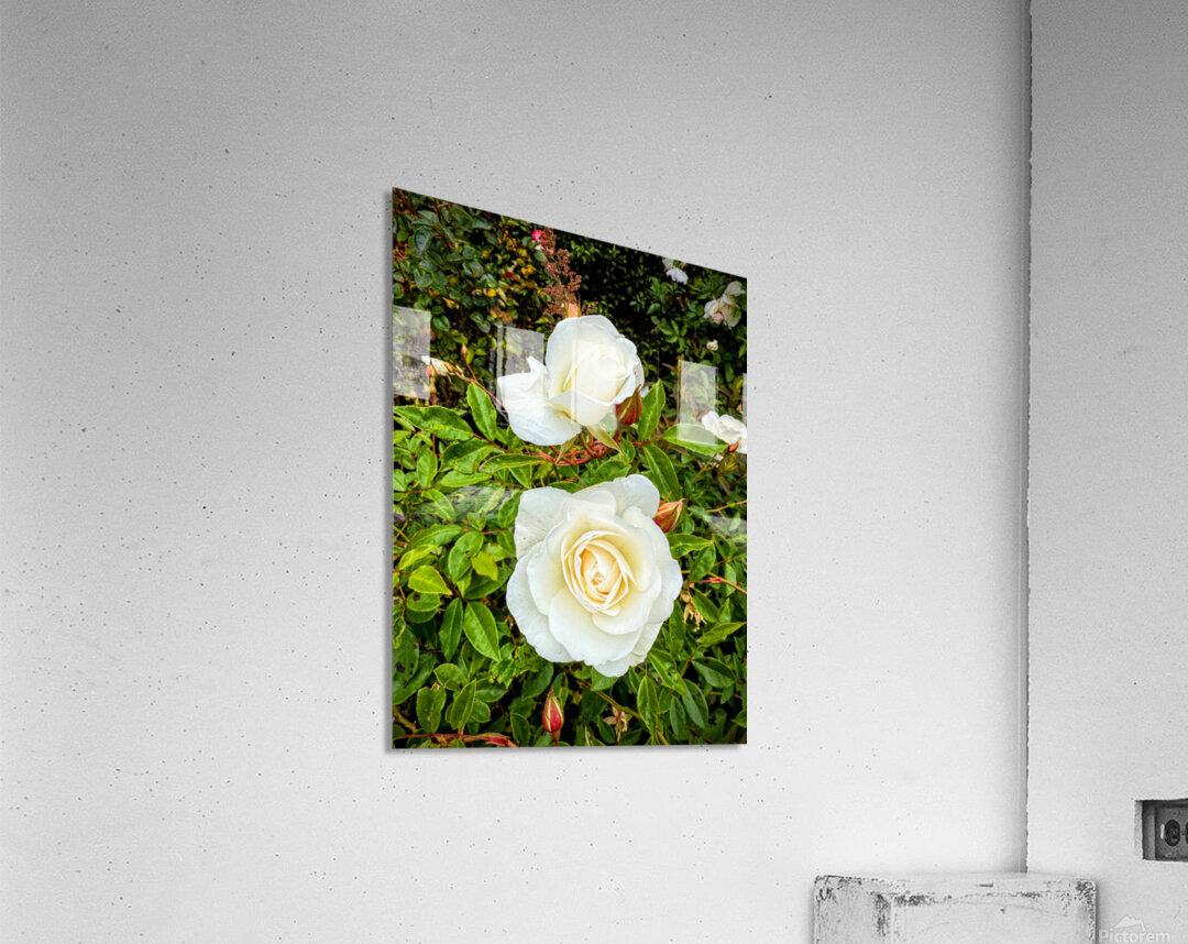 White Rose: Porcelain Breeze Acrylic Print