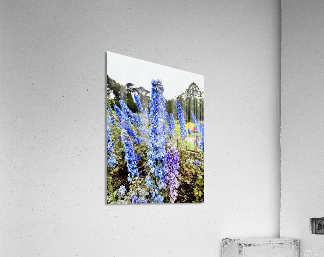 Whispers in Ultramarine Acrylic Print