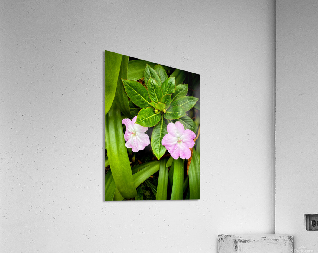 Twin Beauty & Symmetry Acrylic Print