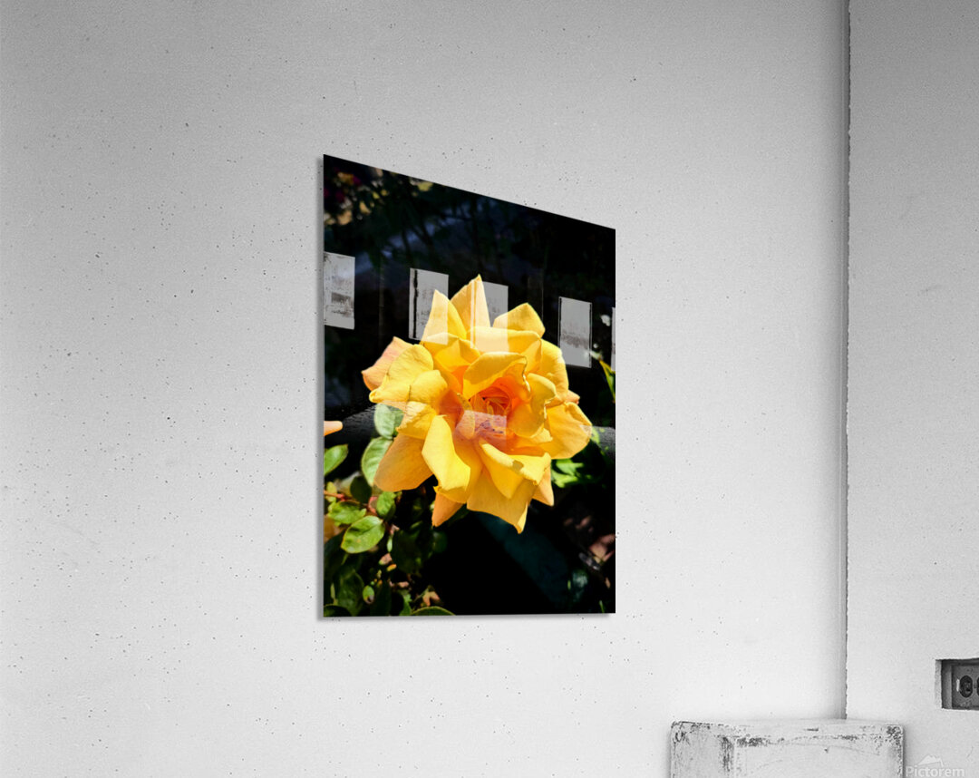 Sunwrought Yellow Rose Acrylic Print