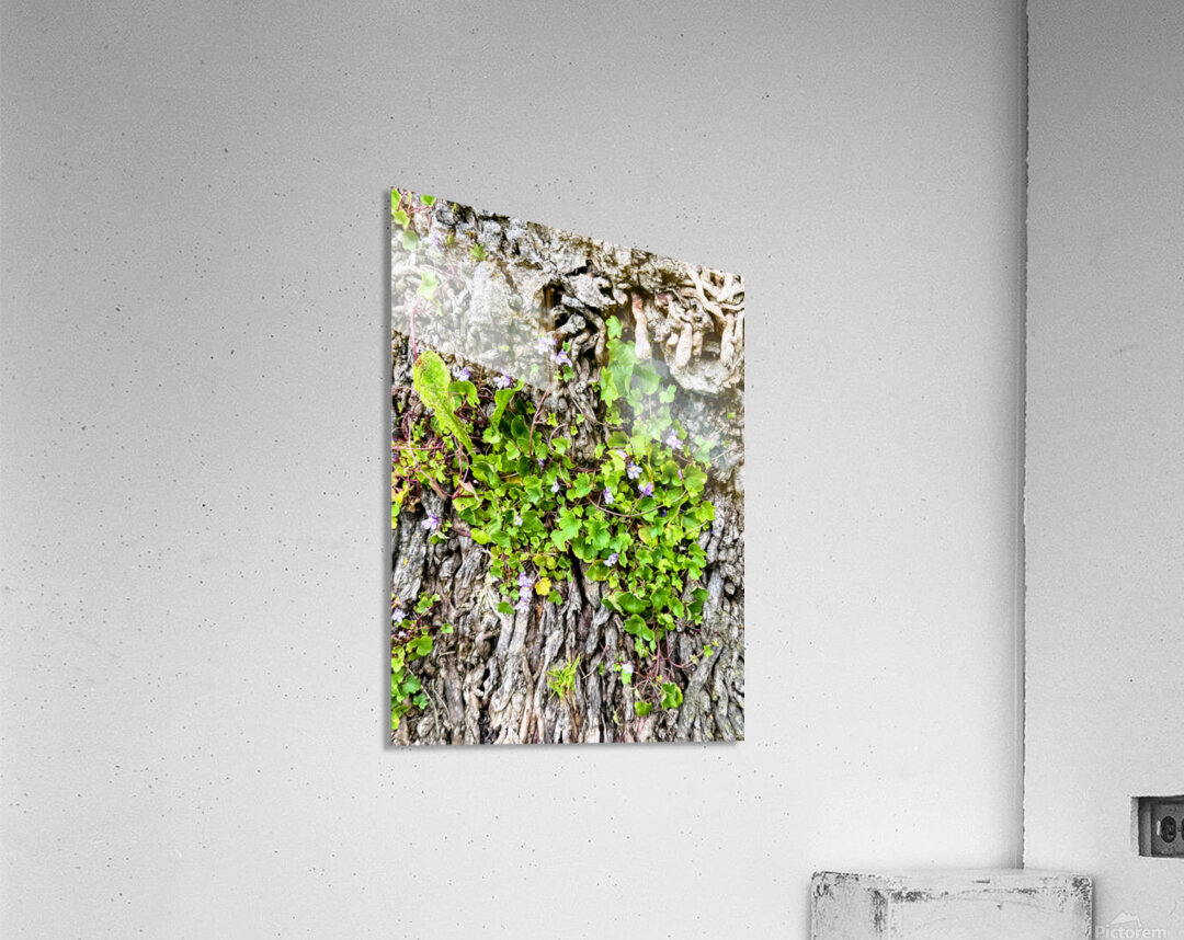  Ivy-leaved Toadflax: A Green Defiance Acrylic Print