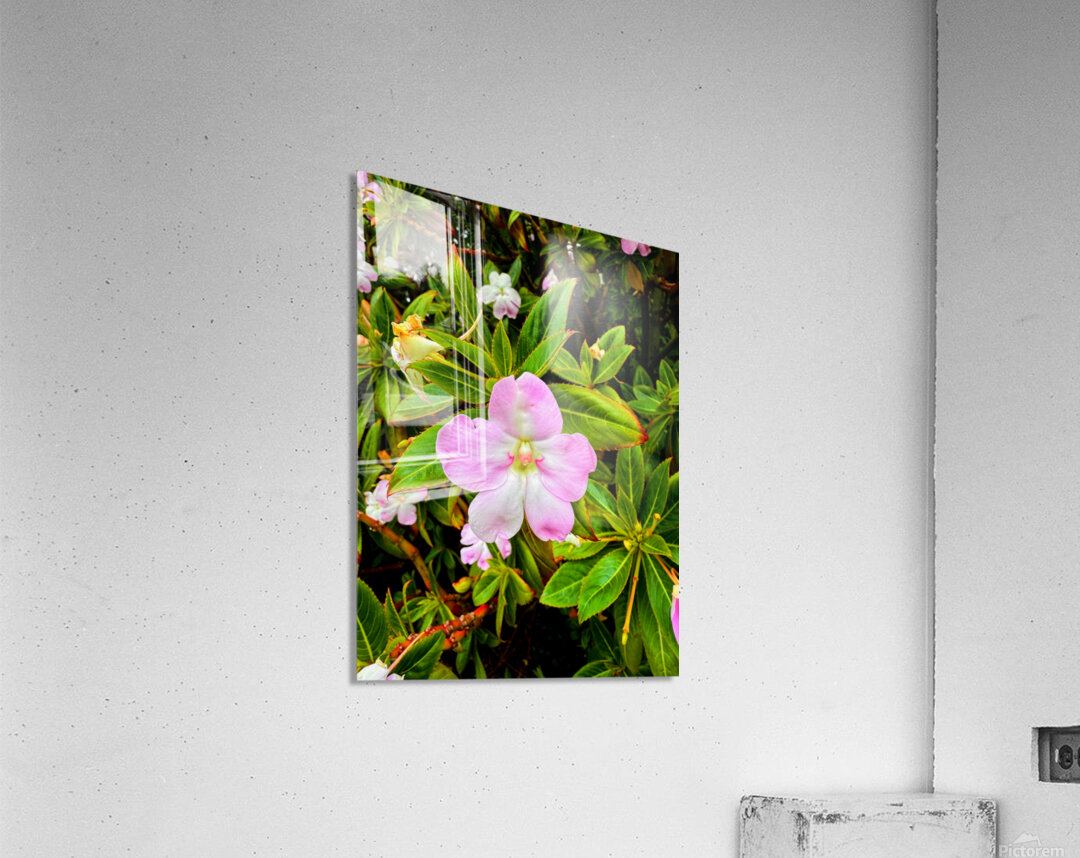 Impatiens: One Quiet Bloom Acrylic Print