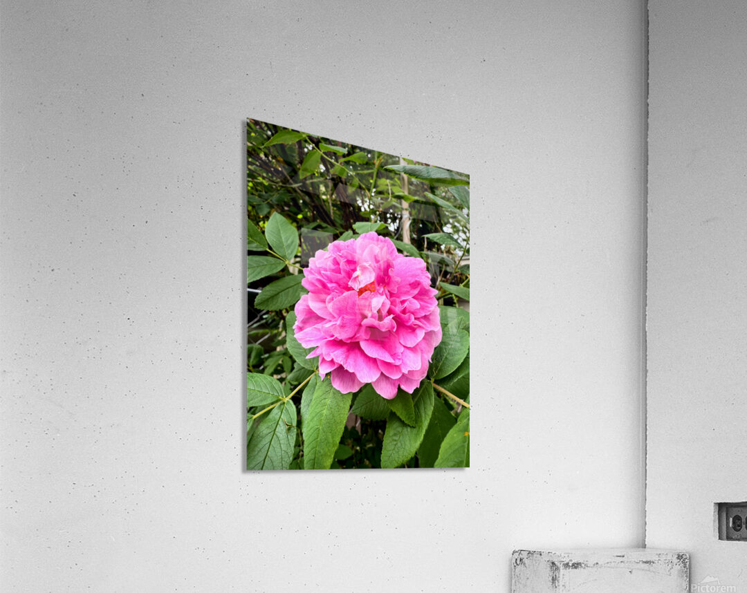 Rugosa Rose: Still She Blooms Impression acrylique