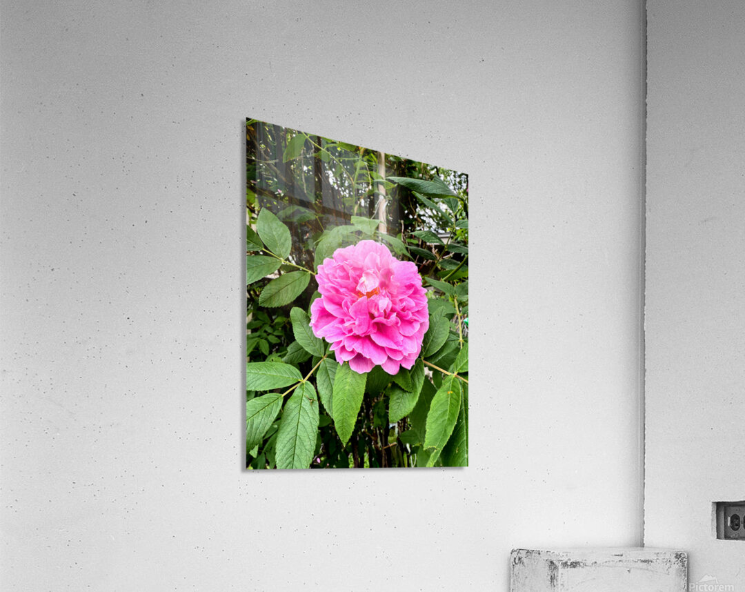 Wild Grace: The Rugosa Bloom Acrylic Print