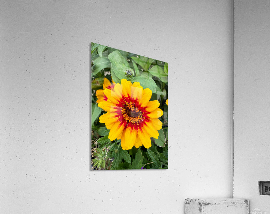 Solflare Echo Acrylic Print