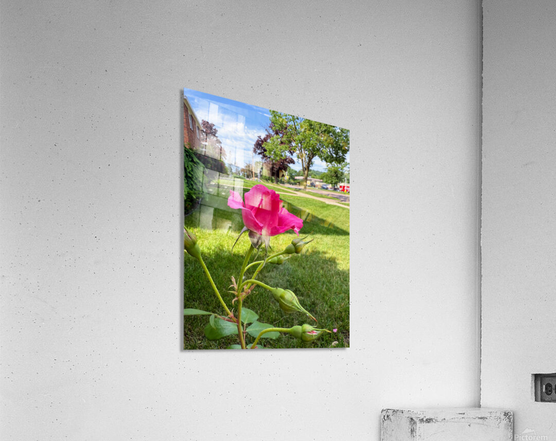 The Rose That Listened to the Wind Impression acrylique