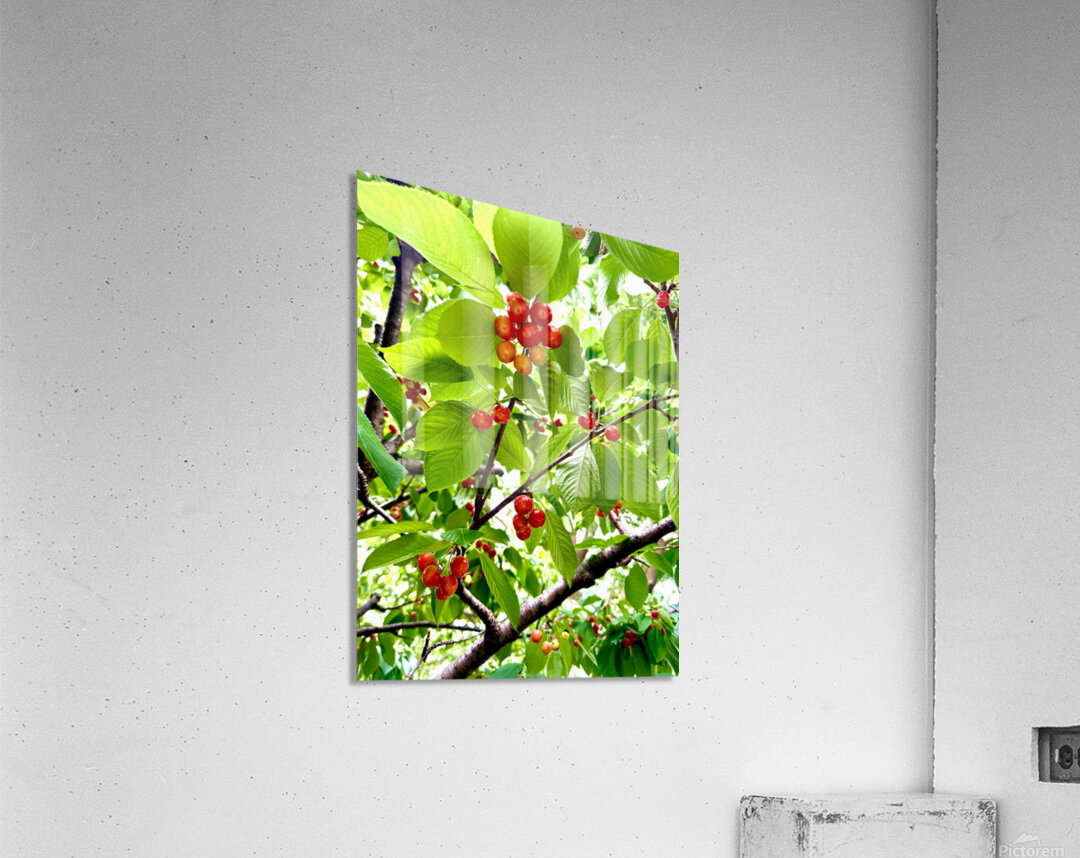 Emerald Boughs and Scarlet Promises Acrylic Print