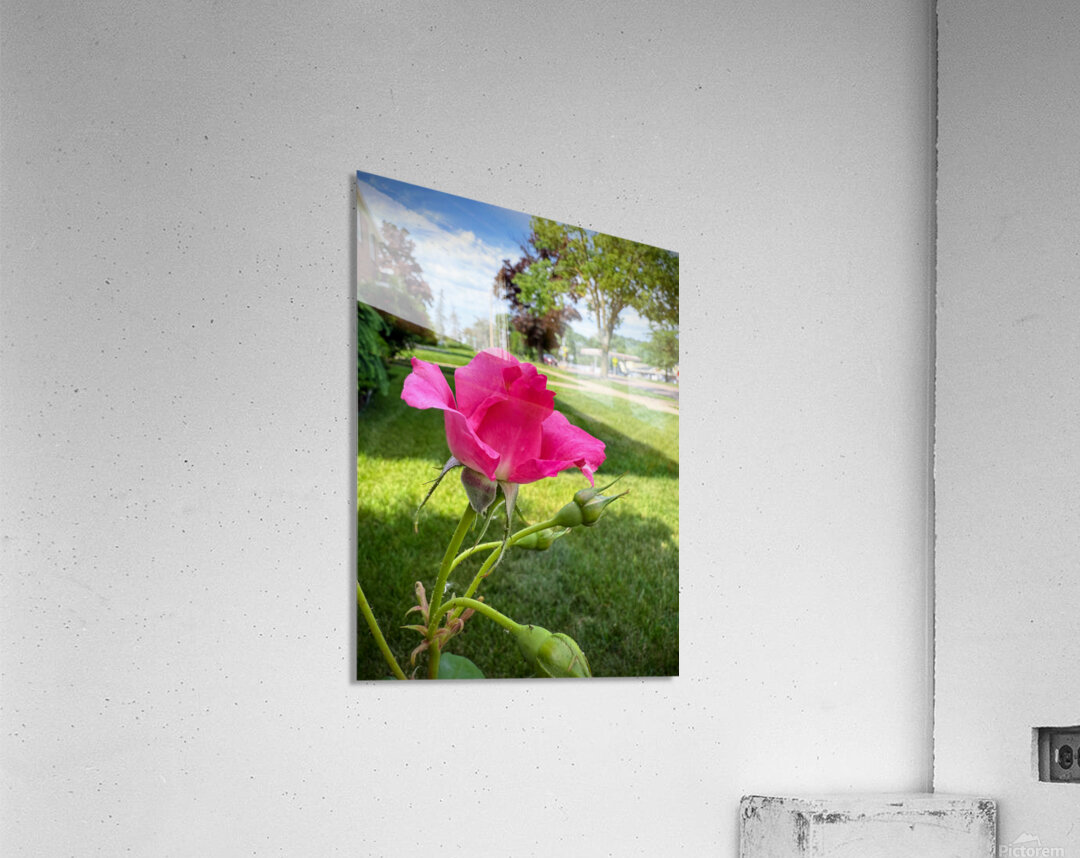 Petal by Petal: Becoming Beautiful Without Permission Acrylic Print
