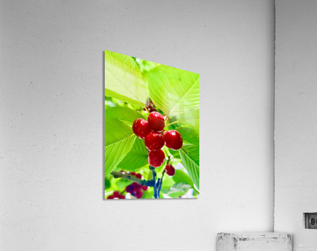 Scarlet Clusters of Abundance Acrylic Print