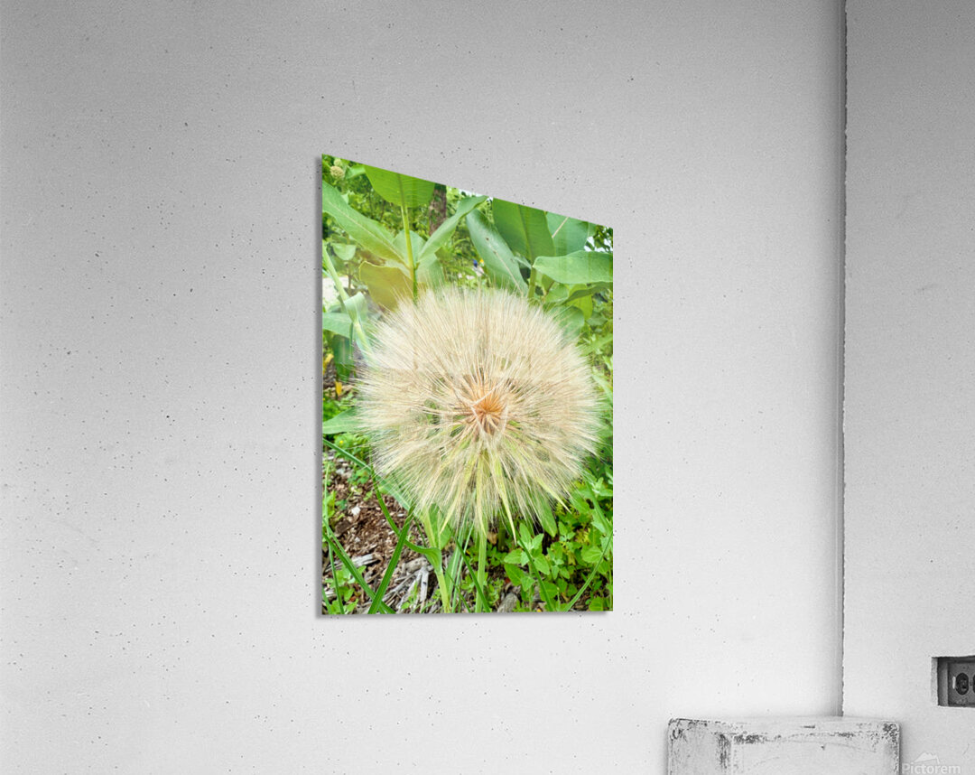 Prairie Starburst: A Prayer in Plant Form Acrylic Print