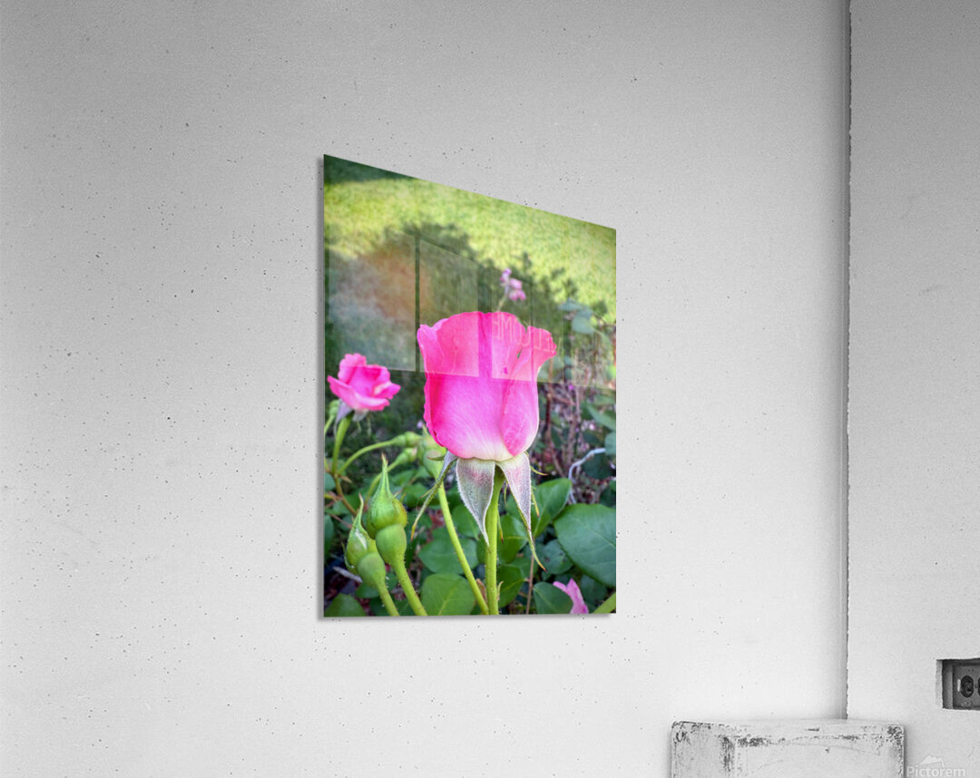 Velvet Guard of the Gardens Heart Acrylic Print