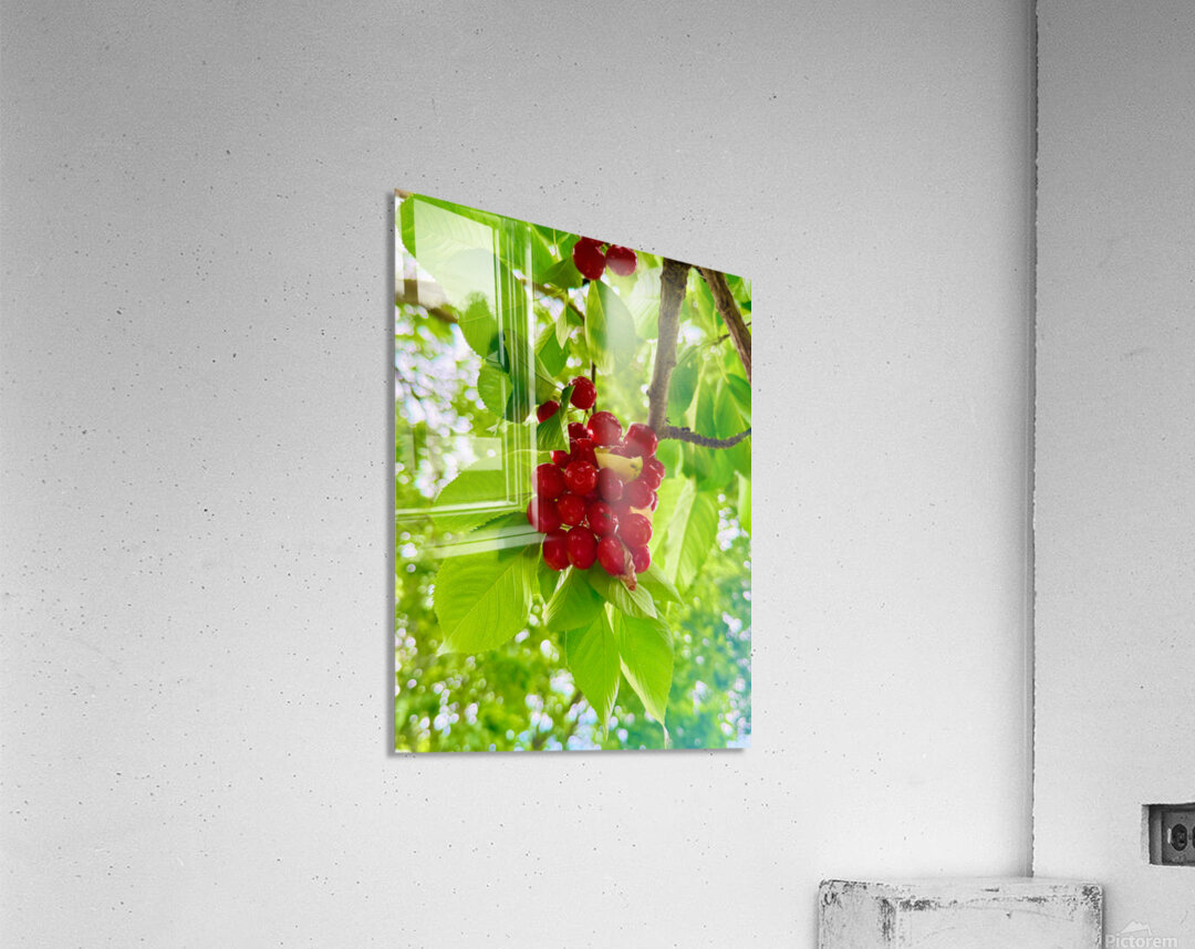 The Patience of Fruit: A Quiet Celebration Acrylic Print