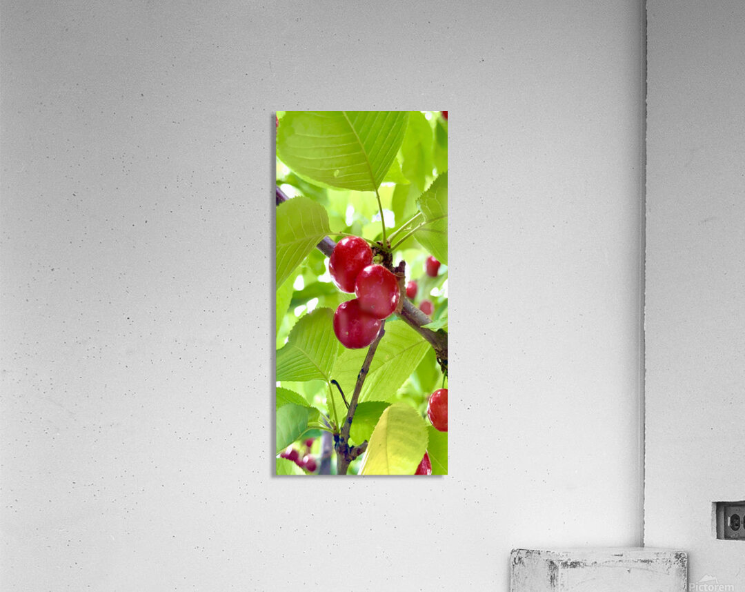 Ripened Silence: Cherries in the Suns Embrace Acrylic Print