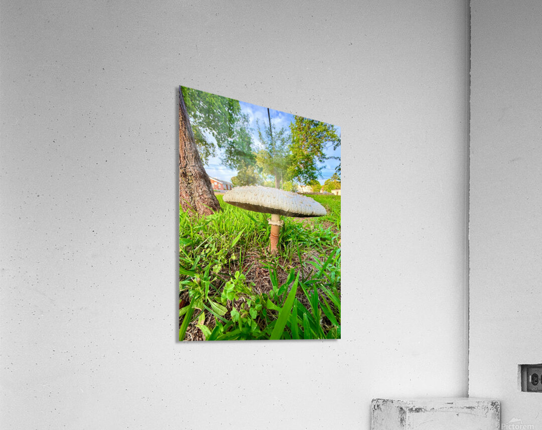 The Lowland Throne Acrylic Print