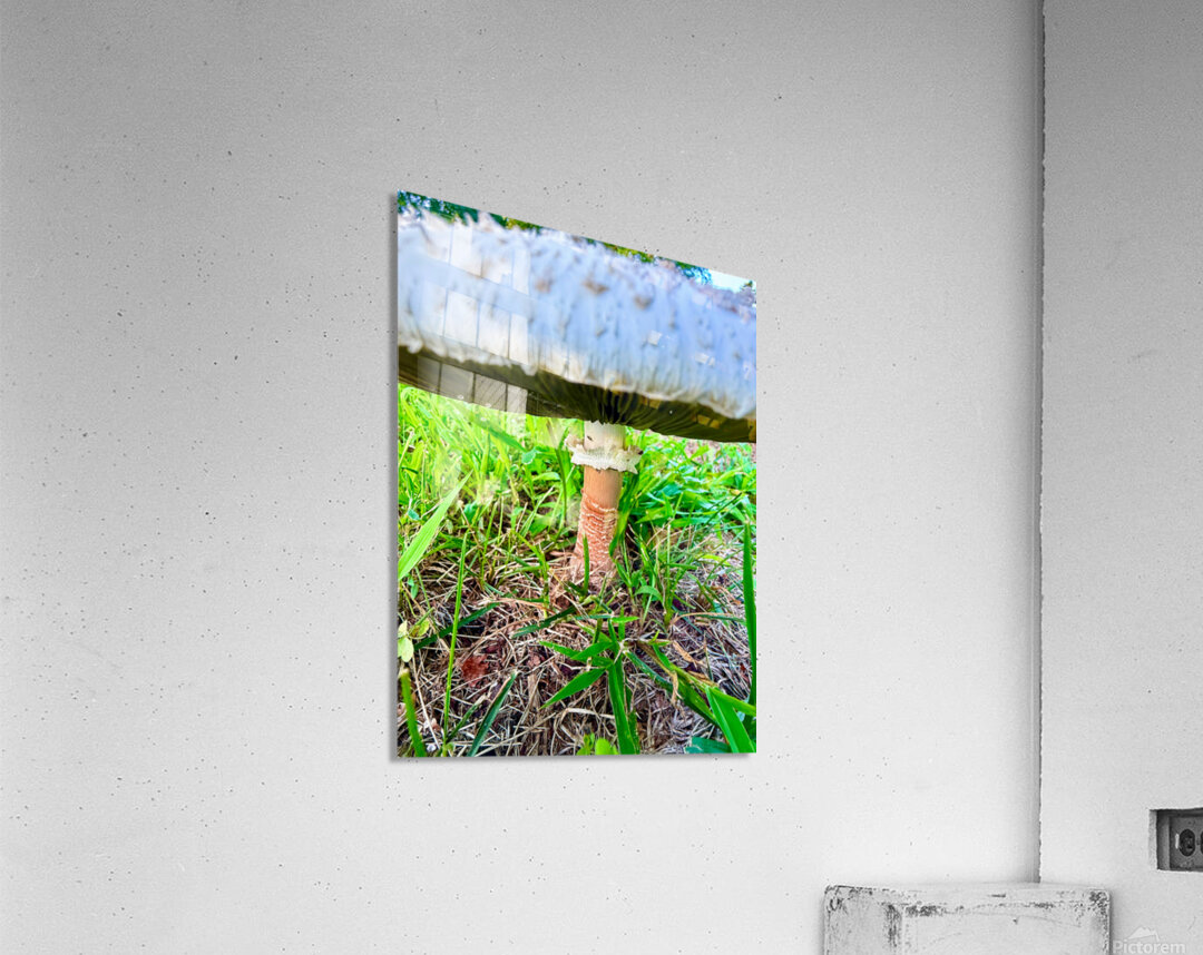 Under the Cap: A Fungal World Revealed Acrylic Print