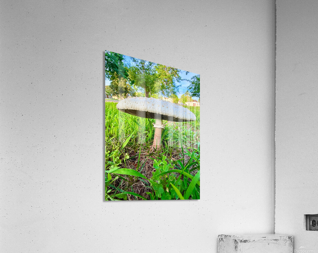 Pillar of the Undergrowth Impression acrylique