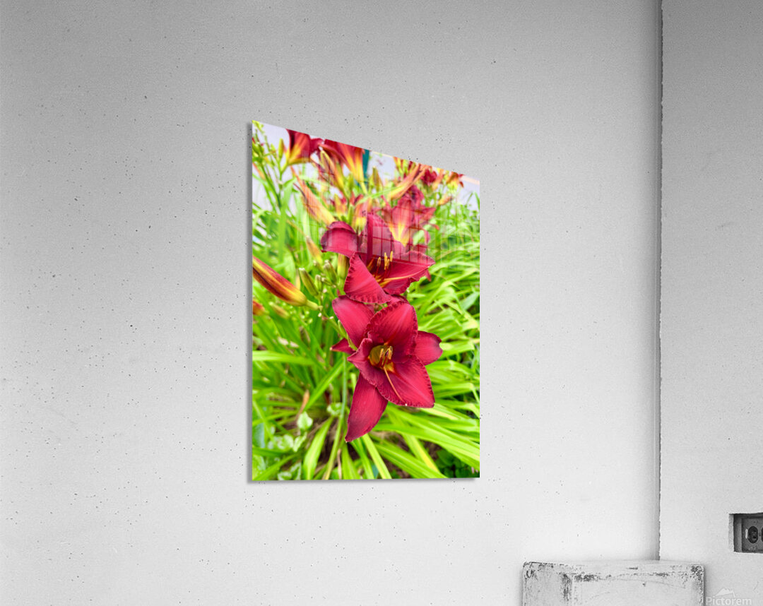 Scarlet Radiance Acrylic Print