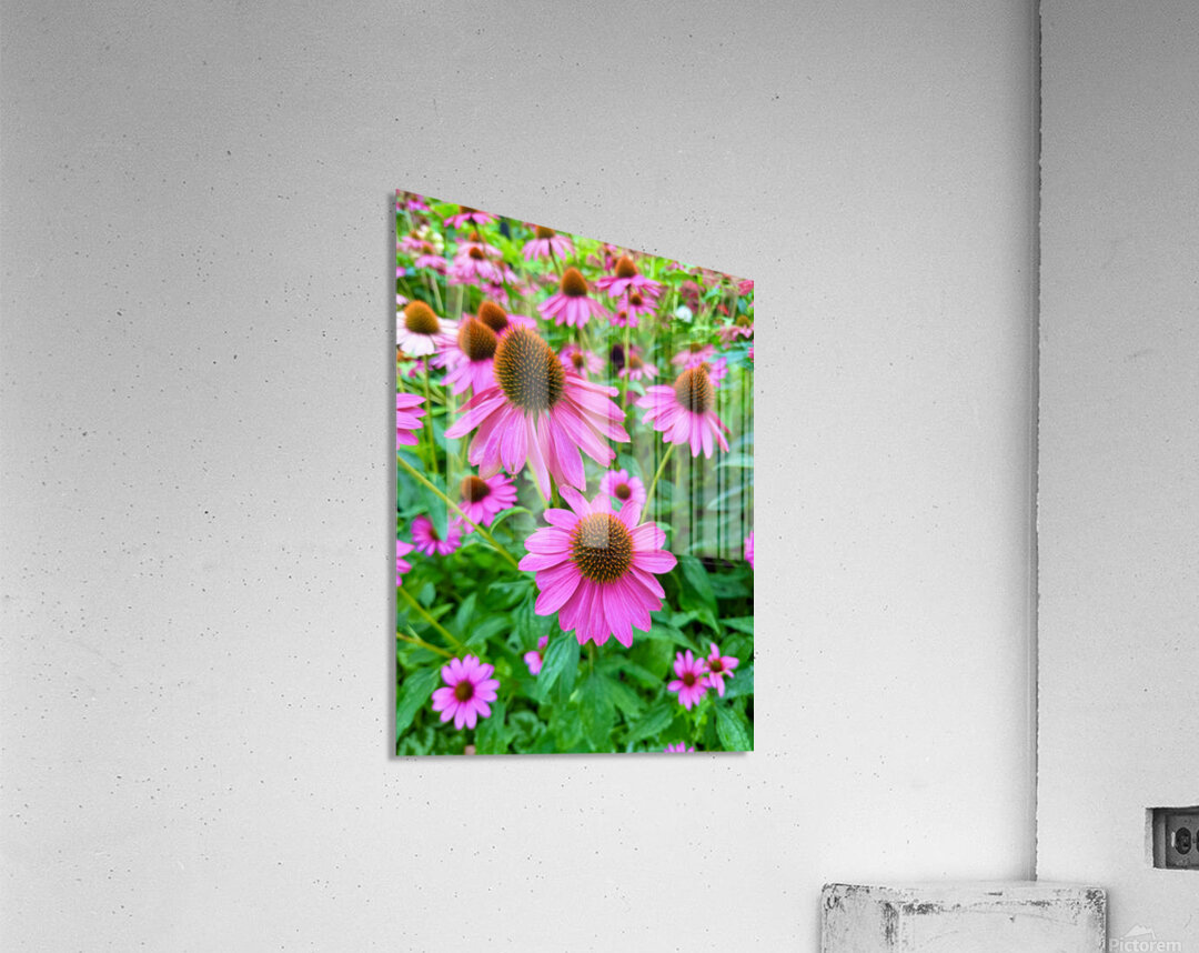 Petal Parade Acrylic Print