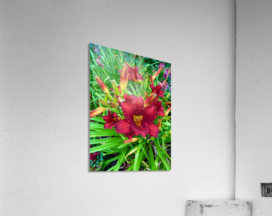 Scarlet Awakening Acrylic Print