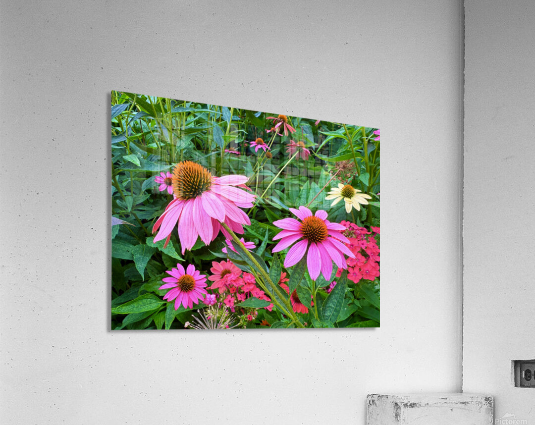 Coneflower Chorus Impression acrylique
