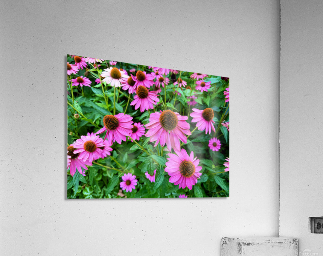 Field of Echinacea Dreams Acrylic Print