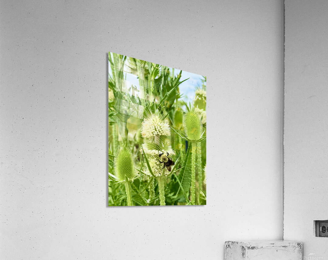 Nature’s Bristle Crown Acrylic Print