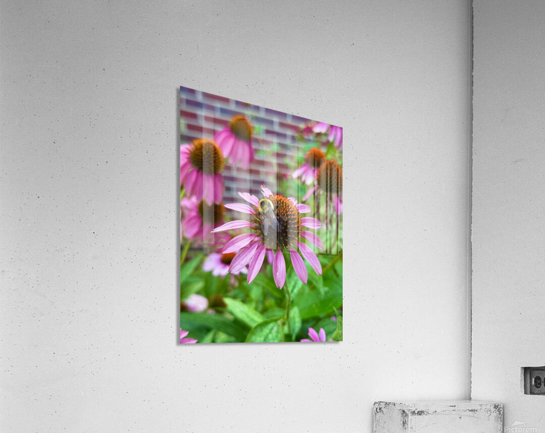 Coneflower Harmony Acrylic Print