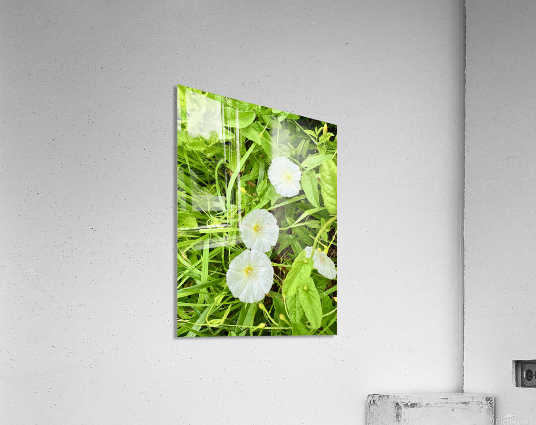 Bindweed Blossoms in the Grass Acrylic Print