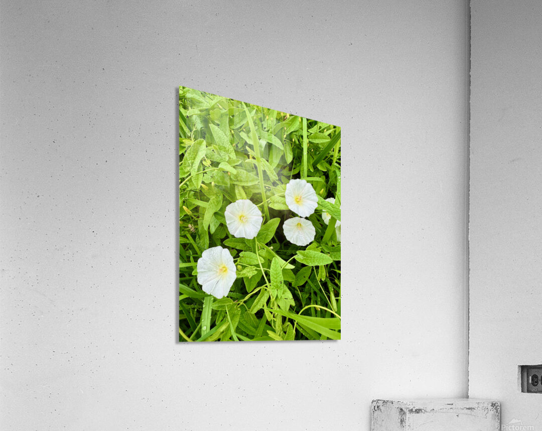 Clustered Bindweed Flowers Acrylic Print