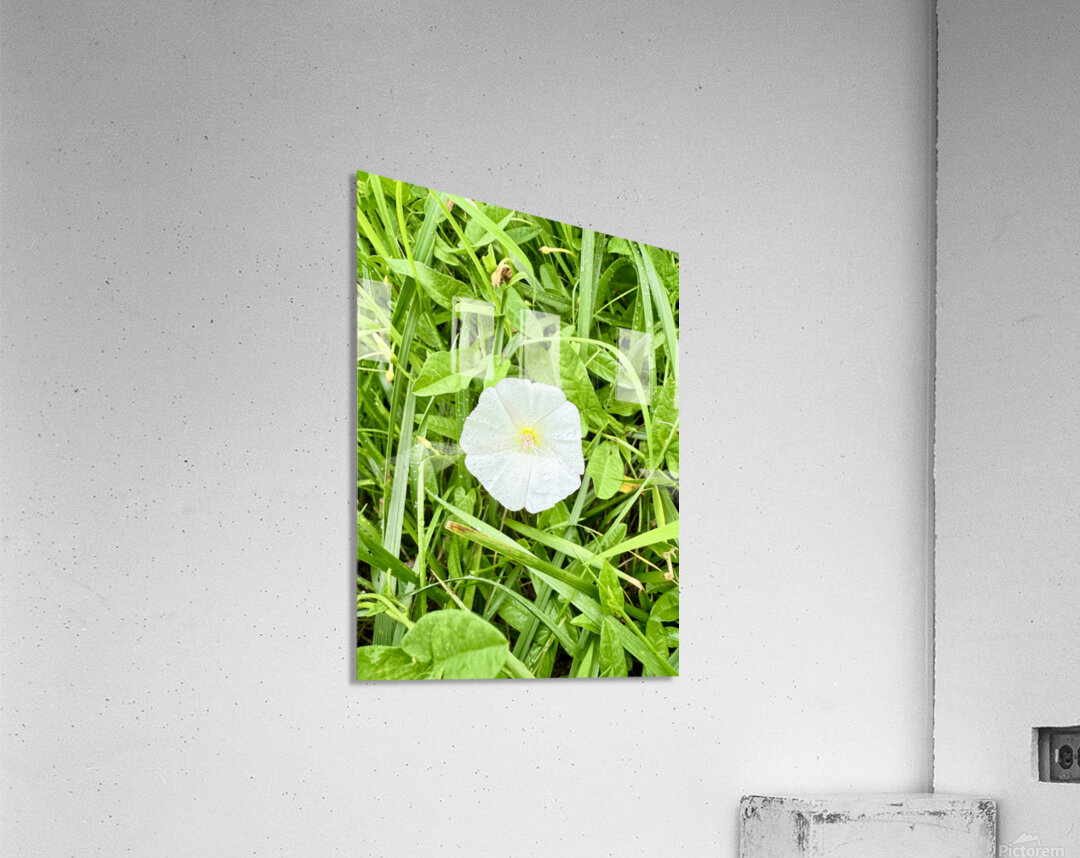 One Wild Bloom : Bindweed Focus Acrylic Print