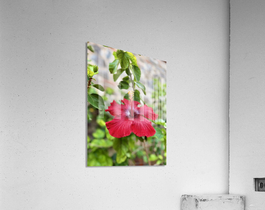 IMG 9953 Acrylic Print